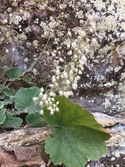 Heuchera puberula