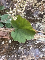 Heuchera puberula