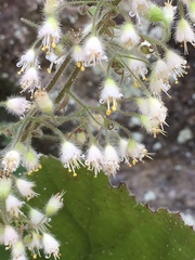 Heuchera puberula