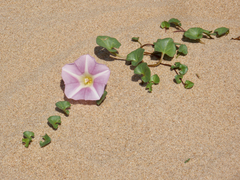 Calystegia soldanella