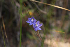 Thelymitra graminea