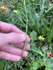 Sisymbrium officinale