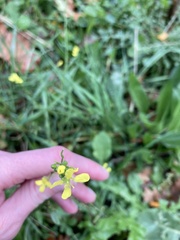 Sisymbrium officinale