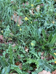Sisymbrium officinale