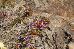 Calectasia