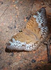 Euthalia monina monina