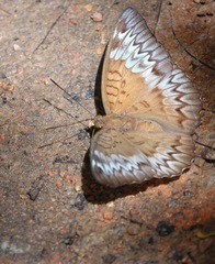 Euthalia monina monina