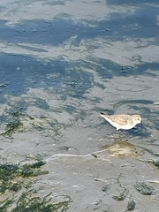 Calidris pusilla