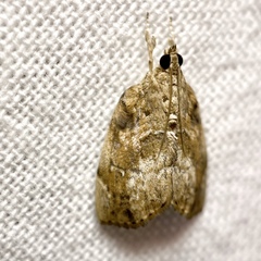 Crocidolomia suffusalis