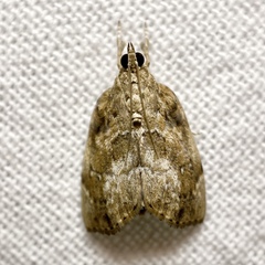 Crocidolomia suffusalis