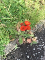 Pilosella aurantiaca