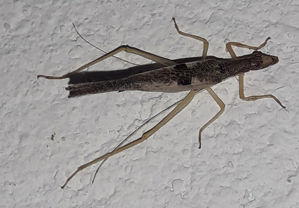 Mexican tree cricket
