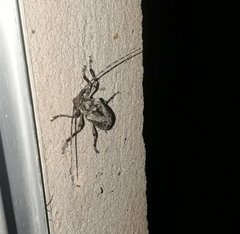 Aegoschema moniliferum