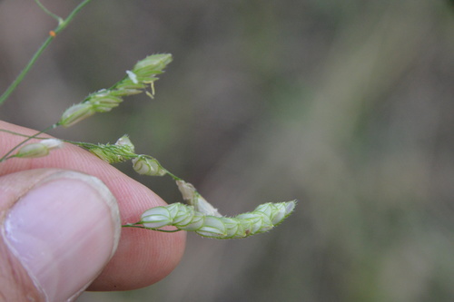 Image of Catchfly Grass (Leersia lenticularis) by (c) Dan Johnson, some rights reserved (CC BY)