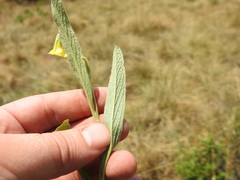 Hermannia lancifolia