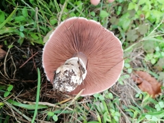 Agaricus