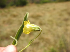 Hermannia lancifolia