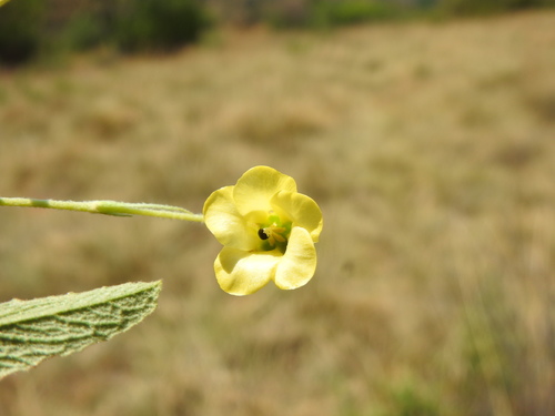 Image of Hermannia lancifolia by (c) Matthew Fainman, some rights reserved (CC BY)