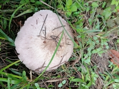Agaricus