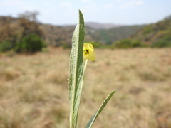 Hermannia lancifolia