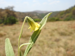 Hermannia lancifolia