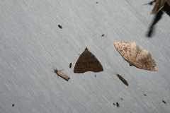 Zanclognatha dentata