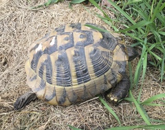Testudo hermanni