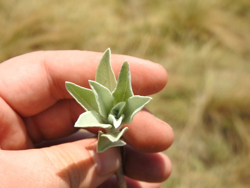 Image of Helichrysum oreophilum by (c) Matthew Fainman, some rights reserved (CC BY)
