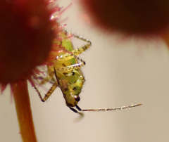 Setocoris droserae