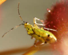 Setocoris droserae