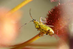 Setocoris droserae