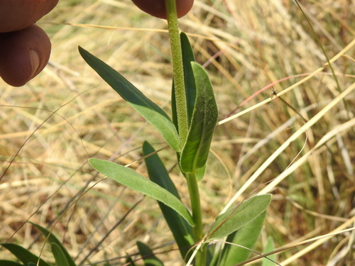 Image of Dimorphotheca spectabilis by (c) Matthew Fainman, some rights reserved (CC BY)