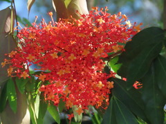 Saraca