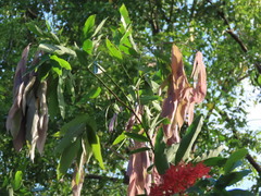 Saraca