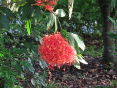 Saraca