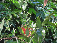 Saraca