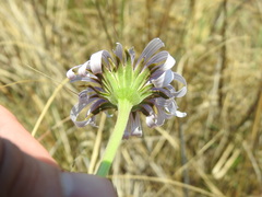Dimorphotheca spectabilis