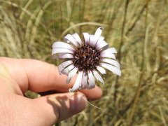 Dimorphotheca spectabilis