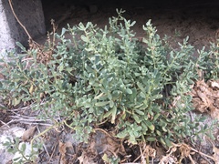 Sesuvium portulacastrum