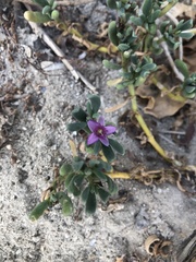 Sesuvium portulacastrum