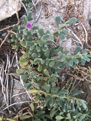Sesuvium portulacastrum