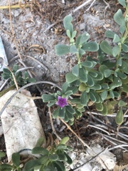 Sesuvium portulacastrum