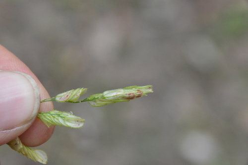 Image of Leersia lenticularis by (c) Dan Johnson, some rights reserved (CC BY)