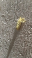 Artaxa guttata