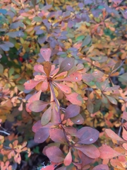 Berberis thunbergii