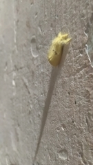 Artaxa guttata