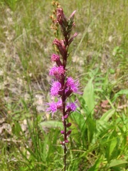 Liatris spicata
