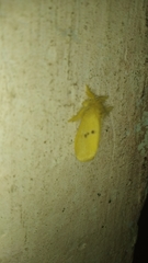 Artaxa guttata