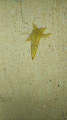 Artaxa guttata