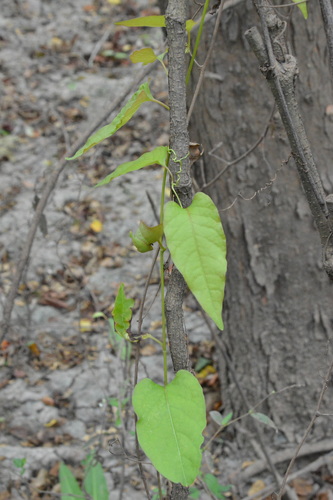 American buckwheat vine (Brunnichia ovata)